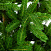 Ель CRYSTAL TREES ОЛИВИЯ 230 см. KP23230